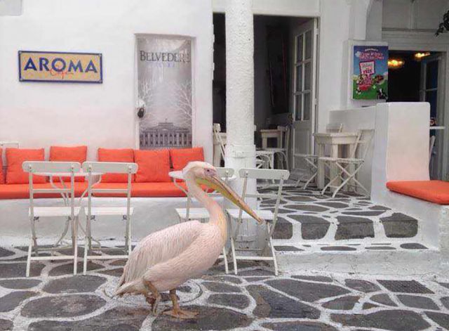 Aroma Cafe – Bar